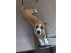 Adopt Vandal a Brindle - with White Boxer / Mixed dog in Ames, IA (41480937)