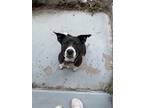 Adopt Scotti a Black - with White Labrador Retriever / Terrier (Unknown Type