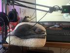 Adopt Halo a Gray or Blue Korat / Mixed (short coat) cat in Elizabeth