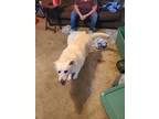 Adopt Sissy a White - with Gray or Silver Labrador Retriever / Shepherd (Unknown