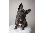 Adopt Tiger a Brindle - with White Corgi / Jindo / Mixed dog in Queens