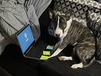 Adopt Pluto a Brindle Miniature Bull Terrier / Mixed dog in Phoenix