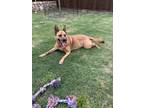 Adopt Whiskey a Red/Golden/Orange/Chestnut - with White German Shepherd Dog /