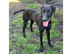 Adopt Shadow a Black German Shorthaired Pointer / Labrador Retriever / Mixed dog