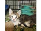 Adopt Clover a Brown Tabby American Shorthair / Mixed (short coat) cat in