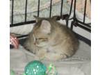 Adopt Paddy a Brown Tabby American Shorthair / Mixed (short coat) cat in Naples