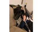 Adopt Orion a Gray/Blue/Silver/Salt & Pepper Australian Cattle Dog / Greyhound /