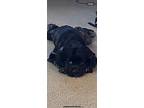 Adopt Ash a Gray/Blue/Silver/Salt & Pepper Cocker Spaniel / Mixed dog in