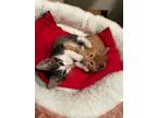 Adopt Astro and Cricket a Gray, Blue or Silver Tabby Domestic Shorthair (short