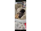 Adopt Paisa a Brown/Chocolate - with Black German Shepherd Dog / Mixed dog in