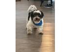 Adopt Oreo a Black - with White Shih Tzu / Bichon Frise / Mixed dog in Anaheim