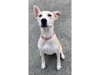 Adopt Wave a American Pit Bull Terrier / Husky / Mixed dog in Kenai