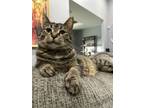 Adopt Coco a Brown Tabby Tabby / Mixed (short coat) cat in Bay City