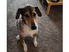 Adopt Sofie a Brown/Chocolate - with White Hound (Unknown Type) / Terrier