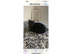 Adopt Quill a Brown or Chocolate (Mostly) American Shorthair / Mixed (short