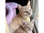 Adopt Fleetwood a Orange or Red Tabby Domestic Mediumhair cat in Knoxville