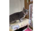 Adopt Dewey a Domestic Shorthair cat in Cortland, NY (41477211)