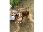 Adopt Lando a Tricolor (Tan/Brown & Black & White) Australian Shepherd / Mixed