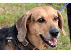 Adopt Iris a Brown/Chocolate - with Black Catahoula Leopard Dog / Mixed Breed