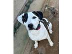 Adopt Oakley a White - with Brown or Chocolate American Pit Bull Terrier / Mixed