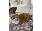 Adopt Ellie a Orange or Red Tabby Domestic Shorthair / Mixed (short coat) cat in