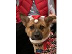 Adopt Scout a Brown/Chocolate - with Tan Australian Cattle Dog / Mixed dog in