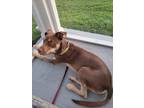 Adopt Murphy a Brown/Chocolate Australian Shepherd / Beagle / Mixed dog in
