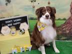 Adopt Bilbo a Brown/Chocolate - with White Australian Shepherd / Mixed dog in