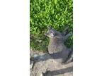 Adopt no name a Gray or Blue (Mostly) Bombay / Mixed (short coat) cat in