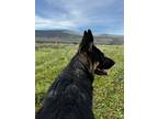 Adopt Zeus a Black - with Tan, Yellow or Fawn German Shepherd Dog / Mixed dog in