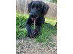 Adopt Frankie a Black Labrador Retriever / Mixed dog in Denton, TX (41480305)