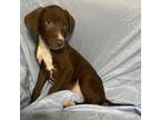 Adopt Wyatt a Brown/Chocolate German Shorthaired Pointer / Labrador Retriever /