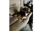 Adopt Rocky a Black - with Tan, Yellow or Fawn Mutt / Mixed dog in Douglasville
