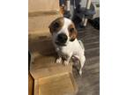 Adopt Rico a White - with Red, Golden, Orange or Chestnut Mutt / Mixed dog in