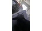 Adopt Raven a All Black American Shorthair / Mixed (short coat) cat in