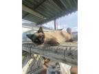 Adopt no name a White (Mostly) Siamese / Mixed (medium coat) cat in Stockton