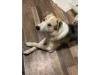Adopt Remi a Gray/Silver/Salt & Pepper - with Black Australian Shepherd / German