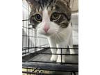 Adopt Godzilla a Brown Tabby Domestic Shorthair (short coat) cat in Byron