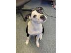 Adopt PASTEL a Boxer, Mixed Breed