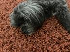 Adopt Bentley a Black - with Gray or Silver Poodle (Miniature) / Shih Tzu /
