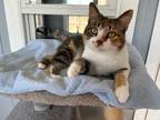 Adopt Maple a Calico or Dilute Calico American Shorthair (short coat) cat in