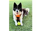Adopt BADUCK a Black - with White Border Collie / Mixed dog in Agoura Hills