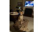 Adopt Bailey a Tan/Yellow/Fawn Labrador Retriever / Husky / Mixed dog in Pea