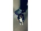 Adopt Copper a Black - with Tan, Yellow or Fawn Beagle / Basset Hound / Mixed