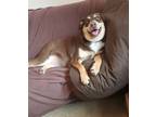 Adopt Opal a Brown/Chocolate - with White American Staffordshire Terrier /