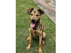 Adopt Koi a Brindle German Shepherd Dog / Plott Hound / Mixed dog in Clayton