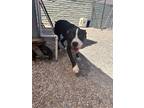 Adopt EVELYN a Black - with White Pit Bull Terrier / Mixed dog in Phoenix