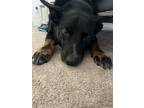 Adopt Kodiak a Black - with Tan, Yellow or Fawn Australian Cattle Dog / Shepherd
