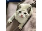 Adopt Mozzarella a Cream or Ivory (Mostly) Snowshoe (short coat) cat in