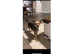 Adopt Puppy a Black - with Tan, Yellow or Fawn Terrier (Unknown Type